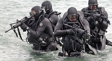 Seals im Wasser